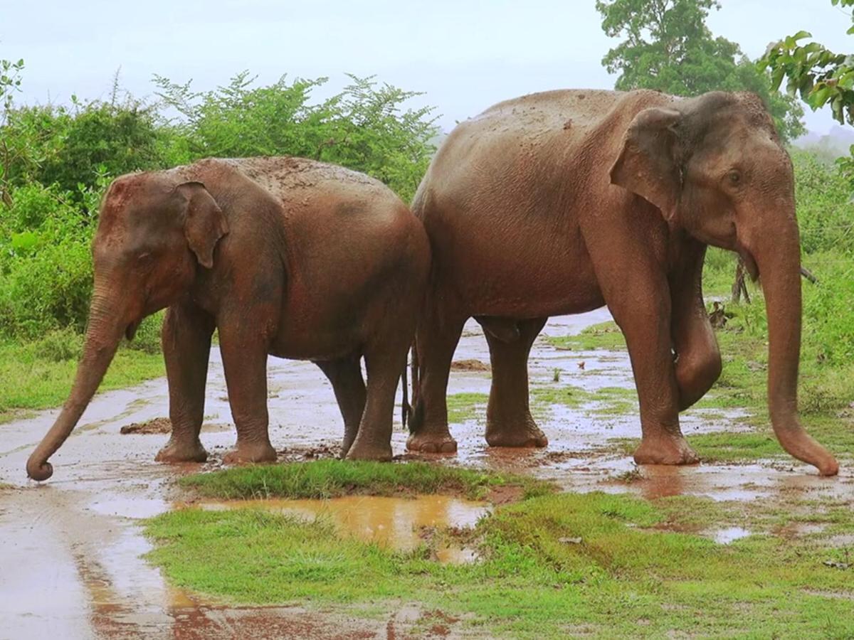Travellers Halt Ξενοδοχείο Ratnapura Εξωτερικό φωτογραφία